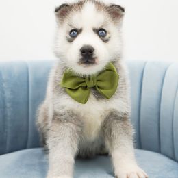 Axel - Black and white male Siberian Husky puppy in Elmwood Park, Illinois from HuskiesAndGoldensWithFinesse