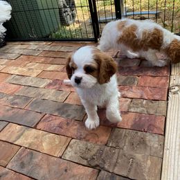 Cavalier King Charles Spaniel Puppies from Austin Cavaliers