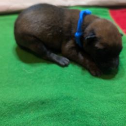 Boy 4 - male Belgian Malinois puppy in Paynes Corner, Virginia from Von-Zito Belgian Malinois