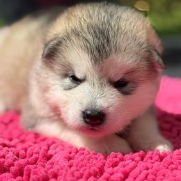 Girl 2 - Gray and white female Alaskan Malamute puppy in Ramsey, Minnesota from Windchaser Kennels