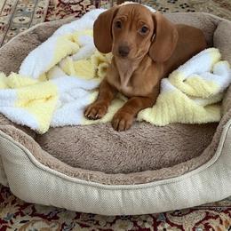 Otto - chocolate based red SH - Chocolate male Dachshund puppy in East Dover, Vermont from Audet’s Mini Dachshunds