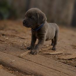 Zara - Gray brindle female Cane Corso puppy in Henry, Kentucky from Hardradas Dynasty Cane Corso