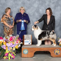 Australian Shepherds from Cedar Hill Australian Shepherds