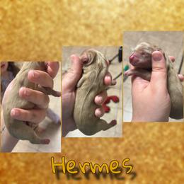 Hermes - Fawn (Isabella) male Dachshund puppy in Brazil, Indiana from King Duke Dachshunds