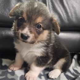 Pembroke Welsh Corgis from Havaheart Corgis