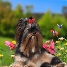 Yorkshire Terrier puppies from Prestigious Pups