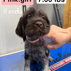Girl 1 - Liver and white female German Wirehaired Pointer puppy in Harrisville, Pennsylvania from Black Creek GWP