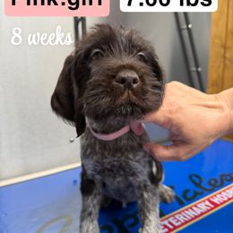 Girl 1 - Liver and white female German Wirehaired Pointer puppy in Harrisville, Pennsylvania from Black Creek GWP