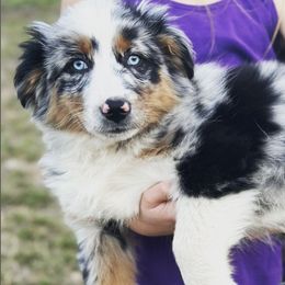 Australian Shepherds from Mountain Pioneer Aussies