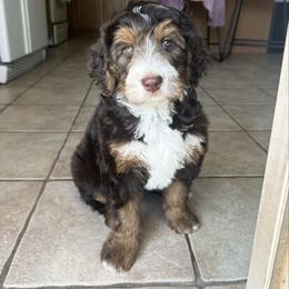 Bernedoodle puppies from Queen Creek Doodles