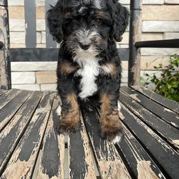 Asher - Tri-color male Bernedoodle puppy in Holtwood, Pennsylvania from Country Ridge Puppies