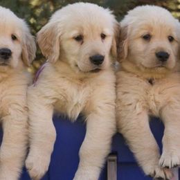 Golden Retrievers and Labrador Retrievers from Mulberry Retrievers