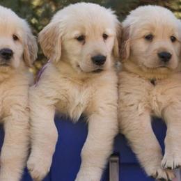 Golden Retrievers and Labrador Retrievers from Mulberry Retrievers