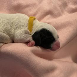 Girl 1 - Blue belton female English Setter puppy in Tiskilwa, Illinois from First Harmony Farms