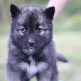 Siberian Husky Puppies from Cascade Siberians