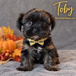 Toby - Black and tan male Yorkshire Terrier puppy in Jacksonville, Florida from The Yorkie Shack