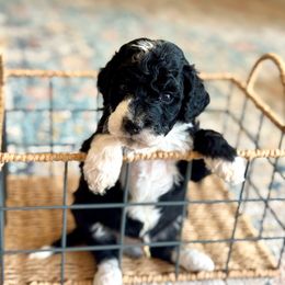 Marshmallow - Black and white male Bernedoodle puppy in Santa Barbara, California from K+C Doodles