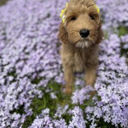 Bernedoodle, Goldendoodle, and Poodle Puppies from Poodle and Doodle Haven