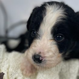 Little Gentleman Brown - Assorted Doodle Crosses puppy in Clinton, Montana from BoLo Doodles