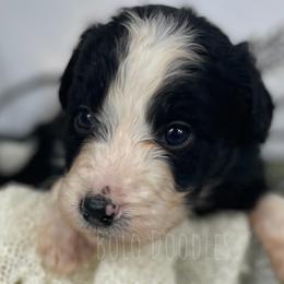 Little Gentleman Brown - Assorted Doodle Crosses puppy in Clinton, Montana from BoLo Doodles