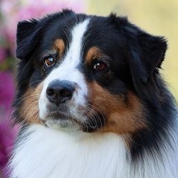 Australian Shepherds from Journey Aussies