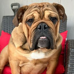 Starlight - Bulldog puppy from Bully’s of Naboo