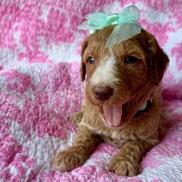 Allie - Apricot female Goldendoodle puppy in Willacoochee, Georgia from Kitandkboodle's Doodles