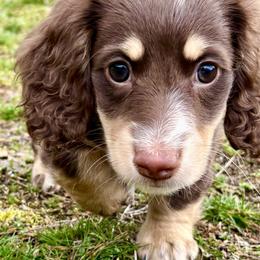 Franc - Chocolate and cream male Dachshund puppy in Spokane, Washington from Beautiful Beans