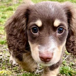 Franc - Chocolate and cream male Dachshund puppy in Spokane, Washington from Beautiful Beans