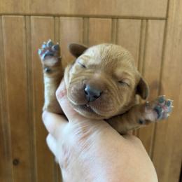 (Fox Red) 1st Pick Male - Yellow male Labrador Retriever puppy in Tomahawk, Wisconsin from Mahner Labs