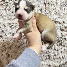 Haru - Gray and white female Siberian Husky puppy in Lunenburg, Vermont from SNOW WOOLY HUSKY
