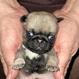 Blue Collar - Fawn male Pug puppy in Elma, Washington from Kismet Kennels, Exclusively Pugs