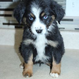 Australian Shepherd Puppies from REKN’ Kennel Aussies