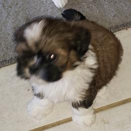Shih Tzus from Shelly's Shih Tzus