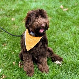 Ellie - Australian Labradoodle