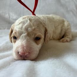 Grumpy - Brown and white male Cockapoo puppy in Adrian, Oregon from ApplebyFarm