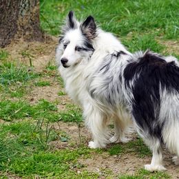 NILLA - Toy Shetland Sheepdog