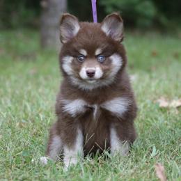 Petal - Red and white female Pomsky puppy in Missouri from Husky Hill Kennel