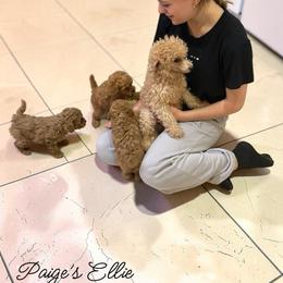 Ellie - Poodle