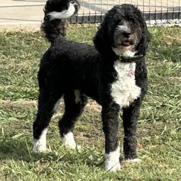 Romey - Bernedoodle