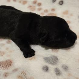 Male6 - Black male Scottish Terrier puppy in Conroe, Texas from Scotch McLaren Terriers
