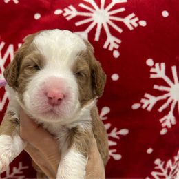 Girl 3 - Red Bernedoodle puppy in Macon County, North Carolina from Mountain Doodles