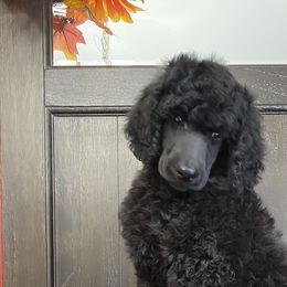 Poodle Puppies from Rosebud Standard Poodles