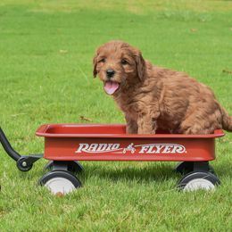 Goldendoodle Puppies from OodlesODoodles