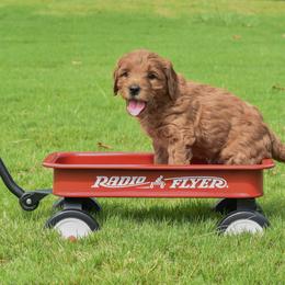 Goldendoodle Puppies from OodlesODoodles