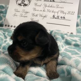 Yorkshire Terrier Puppies from K’s Yorkies