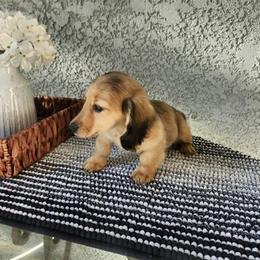 Baxter - Cream male Dachshund puppy in Visalia, California from DachGraston Dachshunds