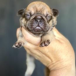 Cocoa Fawn Boy - Fawn and white male French Bulldog puppy in Harmony, North Carolina from Schuster Haus