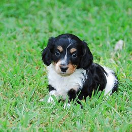 AKC Pippin - Black and tan male Dachshund puppy in Billings, Missouri from Bundles of Joy