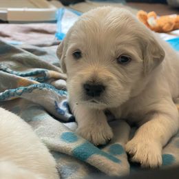 Coconut (coco) - Golden Retriever puppy from Mayflower Goldens